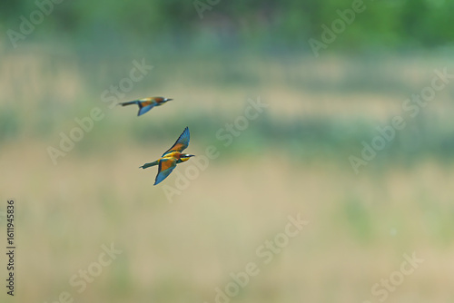 Two European bee-eaters Merops apiaster flying in synchronized motion across summer landscape