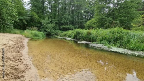 Krajobraz nad rzeką. Drzewa i zielone, gęste zarośla rosnące nad rzeką. Landscape by the river. Trees and green, dense thickets of sewage by the river