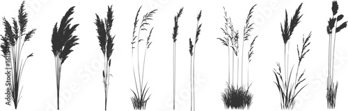 Silhouette of cattails and reeds. Wild grass on the river bank. Swamp coastal plants.