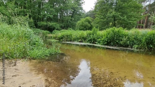 Krajobraz nad rzeką. Drzewa i zielone, gęste zarośla rosnące nad rzeką. Landscape by the river. Trees and green, dense thickets of sewage by the river