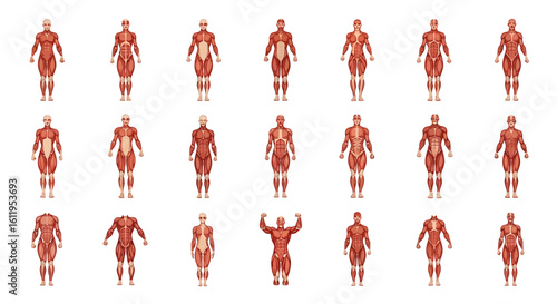 Vector Icons Set of Collection of Human Muscular System Illustrations Anatomical Figures in Anterior View with Various Poses. EPS Editable