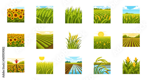 Vector Icons Set of Colorful Vector Illustration Set of Agricultural Landscapes and Farm Crops like Wheat Corn Rice and Sunflowers. EPS Editable