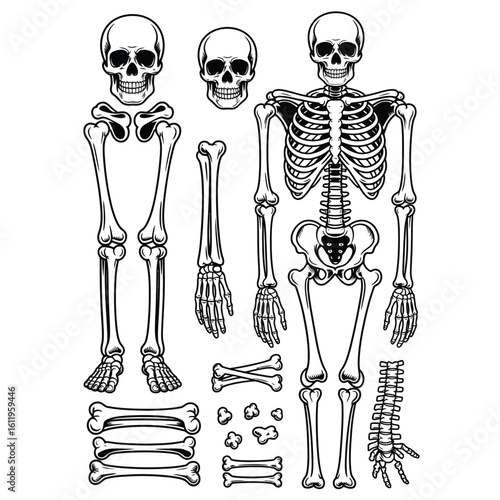 Black and white vector pack of disassembled skeleton parts including foot bones, jawbone, knuckle bones, and spine pieces for anatomy study
