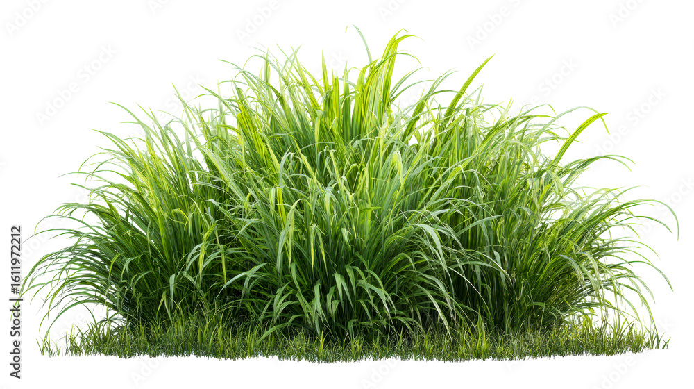 Fototapeta premium Green grass bush with multiple blades on transparent background
