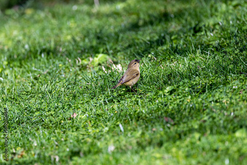 Photography Common Chiffchaff (Phylloscopus collybita) – common in Dublin, Ireland woodlands