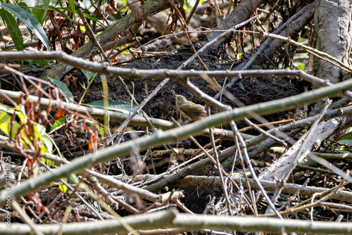 Photography Common Chiffchaff (Phylloscopus collybita) – common in Dublin, Ireland woodlands