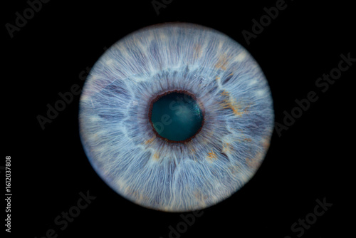 iris of the blue eye