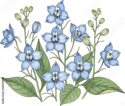 Elegant botanical illustration of blue flowering plant with vivid petals, green leaves, detailed structure, nature art, educational vintage style