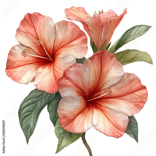Adenium Flower, watercolor painting vector, isolated on a white background.