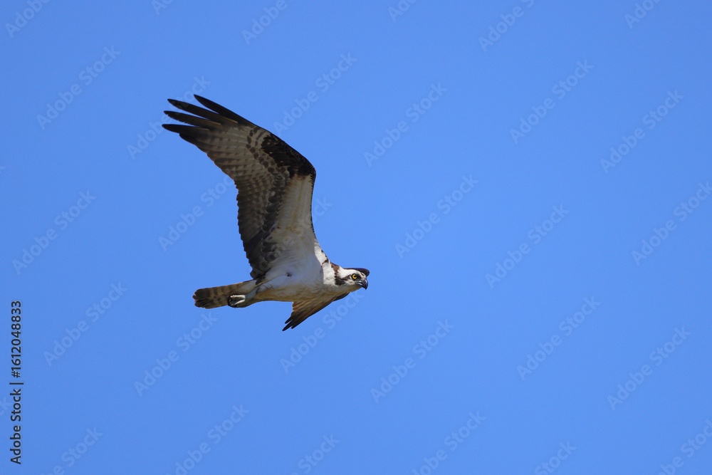 Obraz premium Osprey in flight with prey in talons against blue background. 