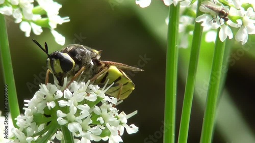 Stratiomys potamida, The Banded General, a European Species of Soldier Fly, Feeding on Umbellifer Flowers in U.K. in Summer