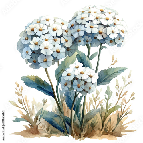 Yarrow Flower, watercolor vector, isolated on a white background.