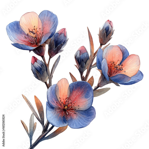 watercolor vector of Wishbone Flower, isolated on a white background.