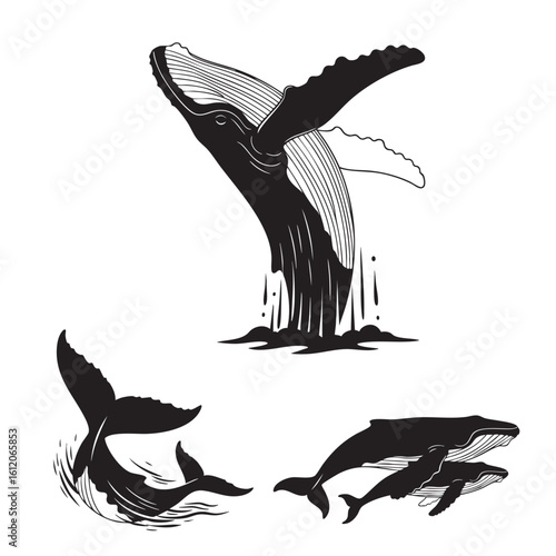 Set of 3 Humpback Whale Silhouettes as Ocean Giant Vector Icons