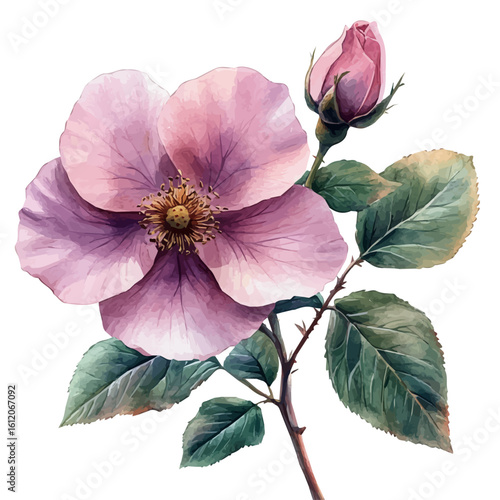 watercolor of Wild Rose Flower, vector, isolated on a white background.