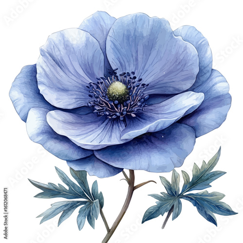 Windflower Flower, watercolor painting vector, isolated on a white background.