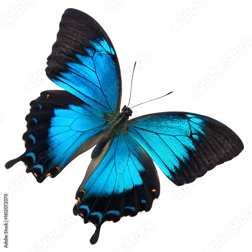 Stunning Ulysses Butterfly (Papilio Ulysses) with Vibrant Blue Wings