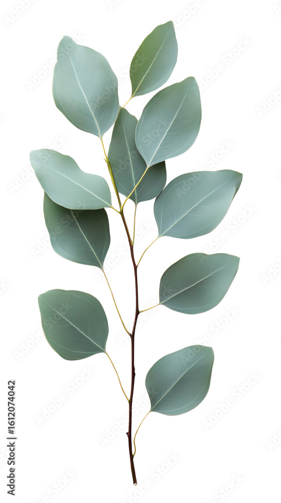 Obraz premium Isolated transparent Beautiful eucalyptus leaves showcasing their vibrant green hues and unique shapes. PNG die-cut element for advertising