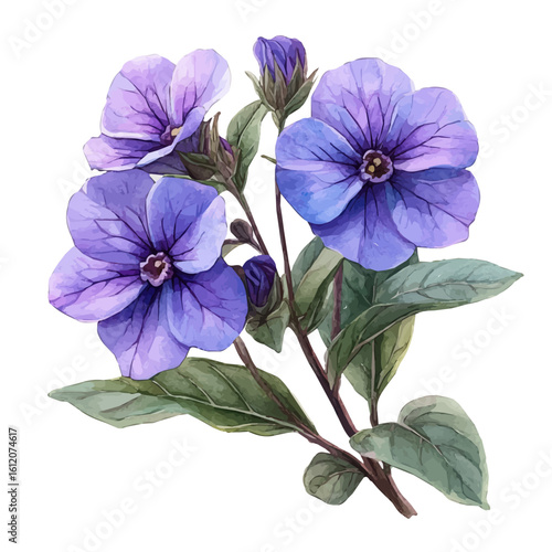 watercolor vector of Verbena Flower, isolated on a white background.