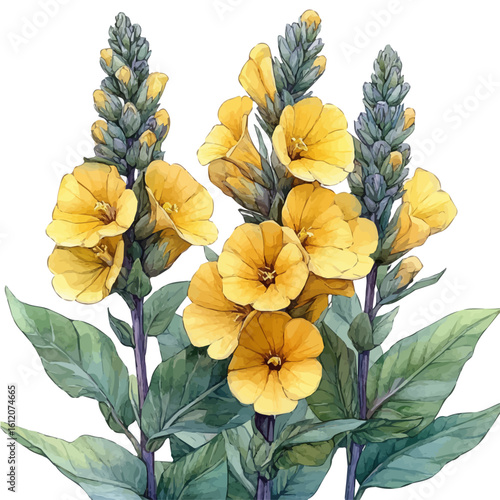 Verbascum Flower, watercolor drawing vector, isolated on a white background.