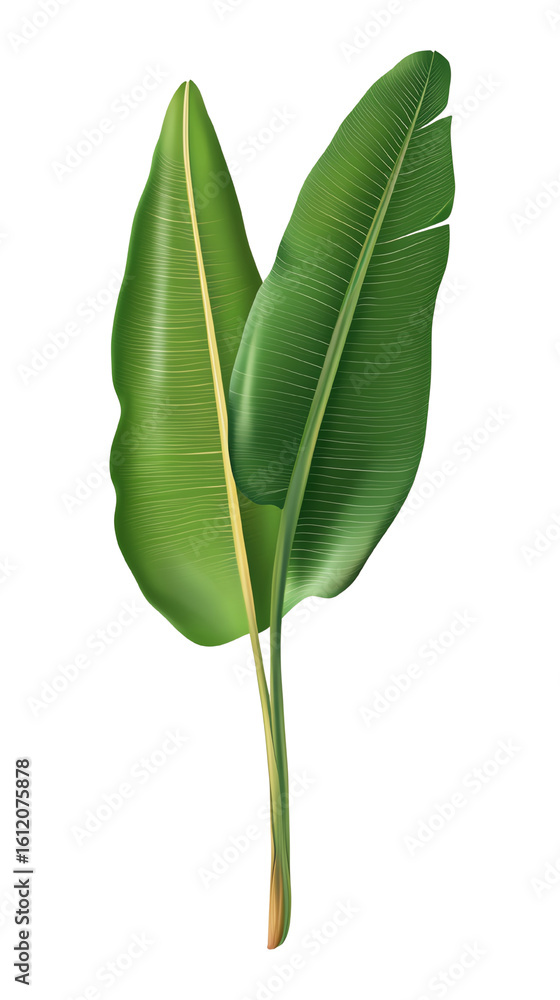 Obraz premium Isolated transparent Two lush green leaves showcasing vibrant foliage and natural beauty. PNG die-cut element for advertising