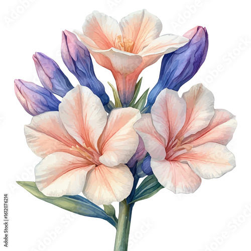 Tuberose Flower, watercolor clipart vector, isolated on a white background.