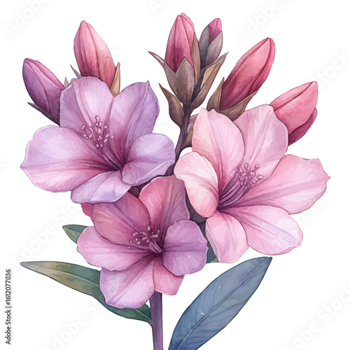 Tuberose Flower, watercolor illustration vector, isolated on a white background.