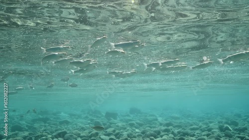 Wallpaper Mural gray mullets  Mugilidae fish school underwater searching for food on the surface ocean scenery Torontodigital.ca