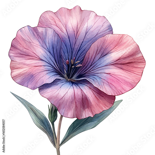 Sweet William Flower, watercolor vector, isolated on a white background.