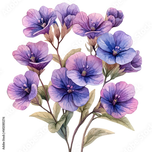 watercolor vector of Sweet Alyssum Flower, isolated on a white background.