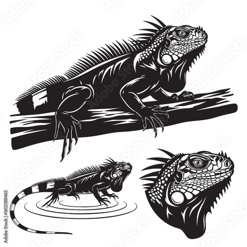 Set of 3 Iguana Silhouettes as a Tropical Reptile Icon Set