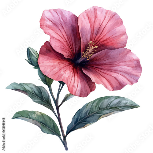watercolor of Stock Flower, vector, isolated on a white background.