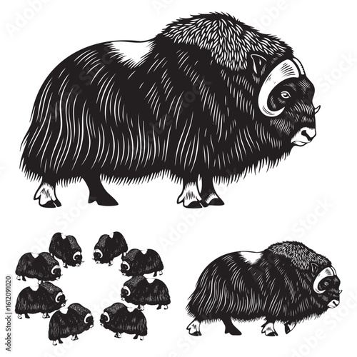 Set of 3 Muskox Silhouettes as an Arctic Mammal Vector Set