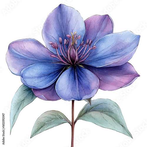 Spider Flower, watercolor drawing vector, isolated on a white background.