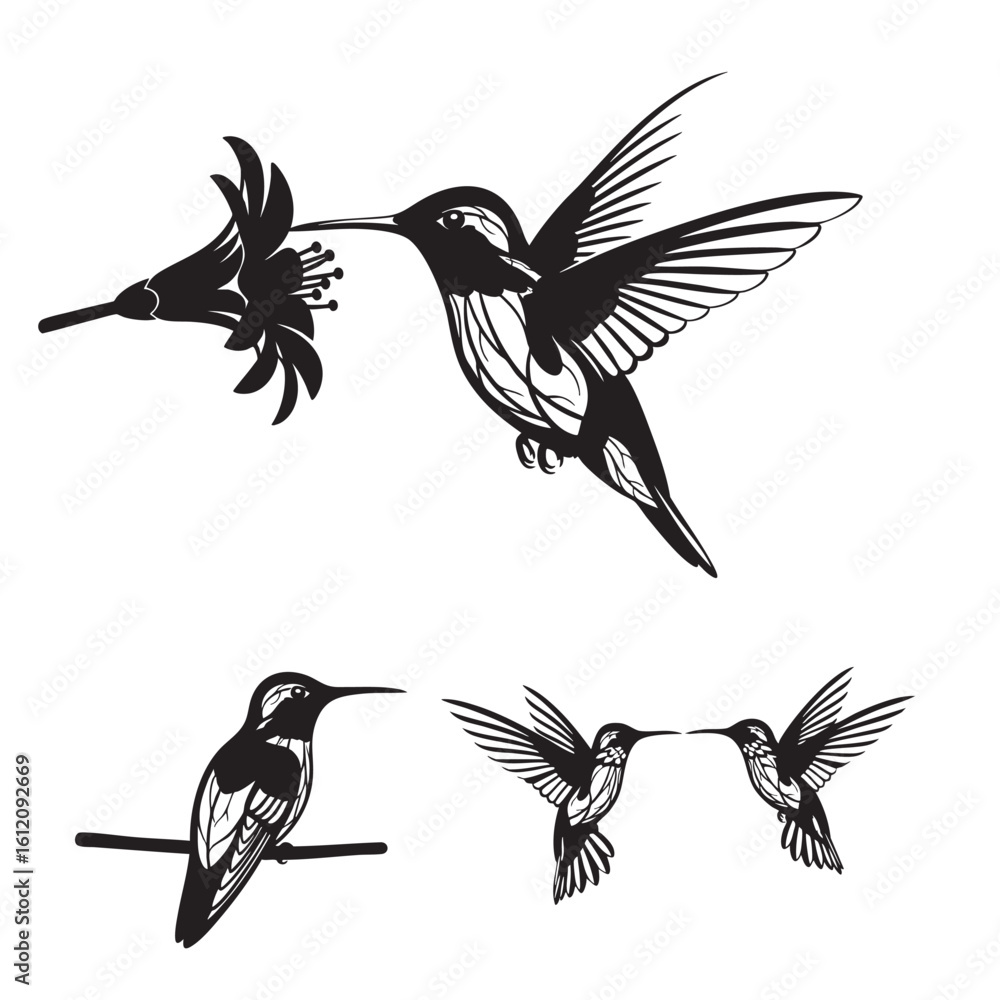 Fototapeta premium Set of 3 Hummingbird Silhouettes as a Tiny Hovering Bird Set