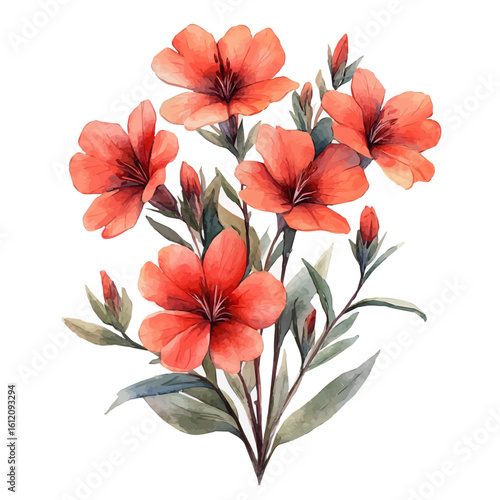 Silene Flower, watercolor painting vector, isolated on a white background.