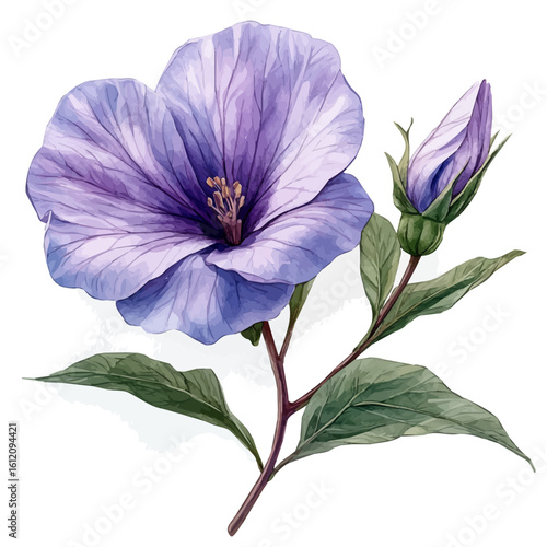 Shooting Star Flower, watercolor illustration vector, isolated on a white background.