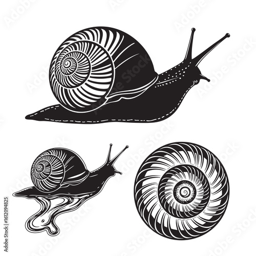 Set of 3 Snail Silhouettes as a Garden Mollusc Vector Set