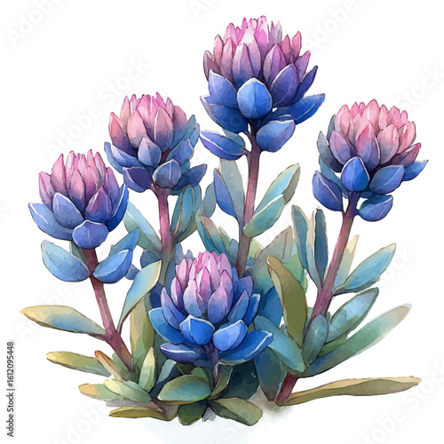 Sedum Flower, watercolor vector, isolated on a white background.