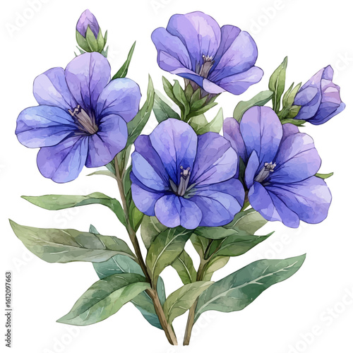 Scaevola Flower, watercolor clipart vector, isolated on a white background.