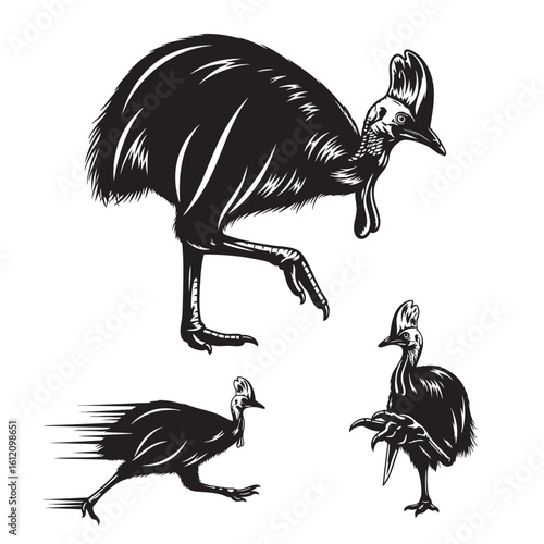 Set of 3 Cassowary Silhouettes as a Flightless Bird Icon Set