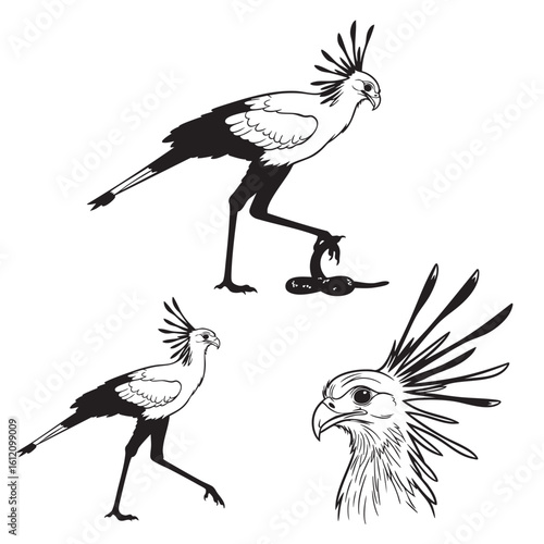 Set of 3 Secretary Bird Silhouettes as a Terrestrial Raptor Set