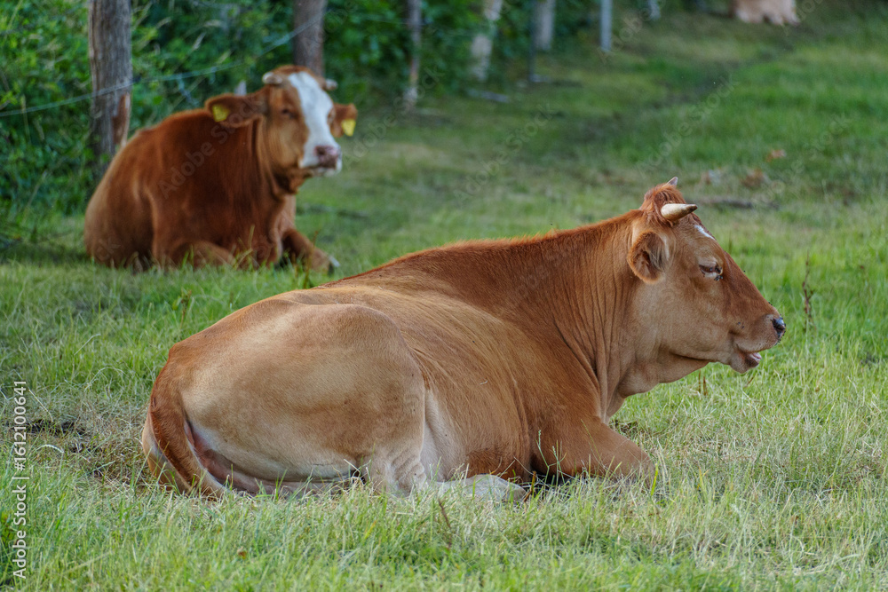 Fototapeta premium spätsommer im Münsterland
