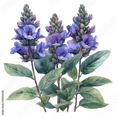Sage Flower, watercolor painting vector, isolated on a white background.