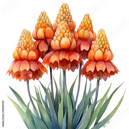 watercolor vector of Red Hot Poker Flower, isolated on a white background.