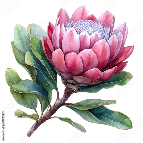 Protea Flower, watercolor clipart vector, isolated on a white background.