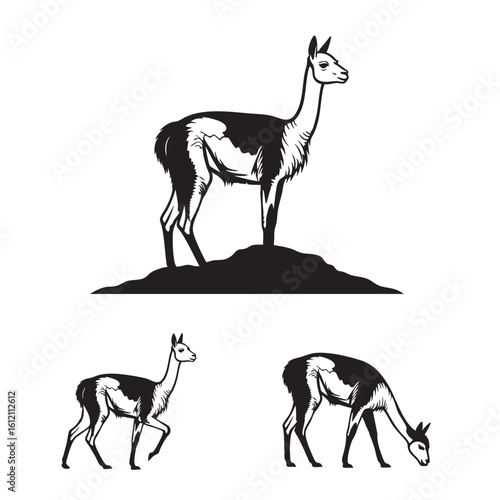 Set of 3 Vicuña Silhouettes as an Andean Camelid Vector Set
