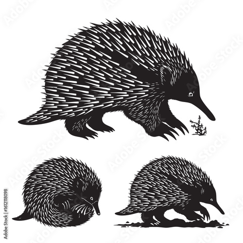 Set of 3 Echidna Silhouettes as a Spiny Monotreme Vector Set