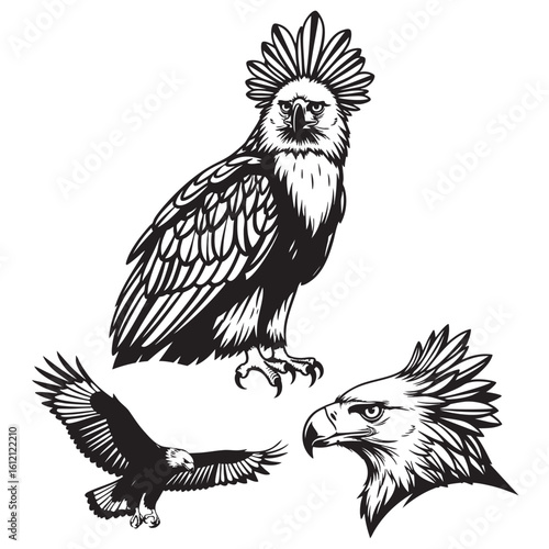 Set of 3 Philippine Eagle Silhouettes as a Raptor Icon Set