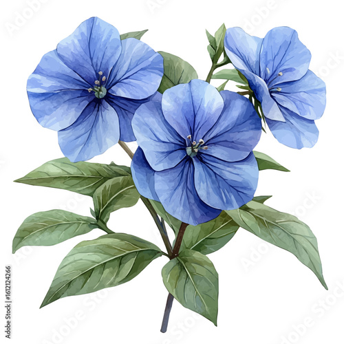 Periwinkle Flower, watercolor painting vector, isolated on a white background.